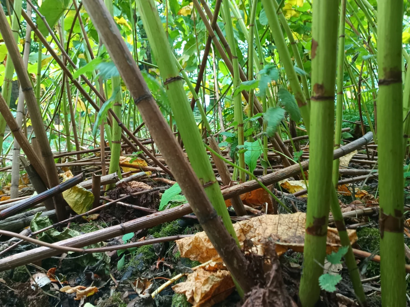 Jointed knotweed canes growing among older dry stems