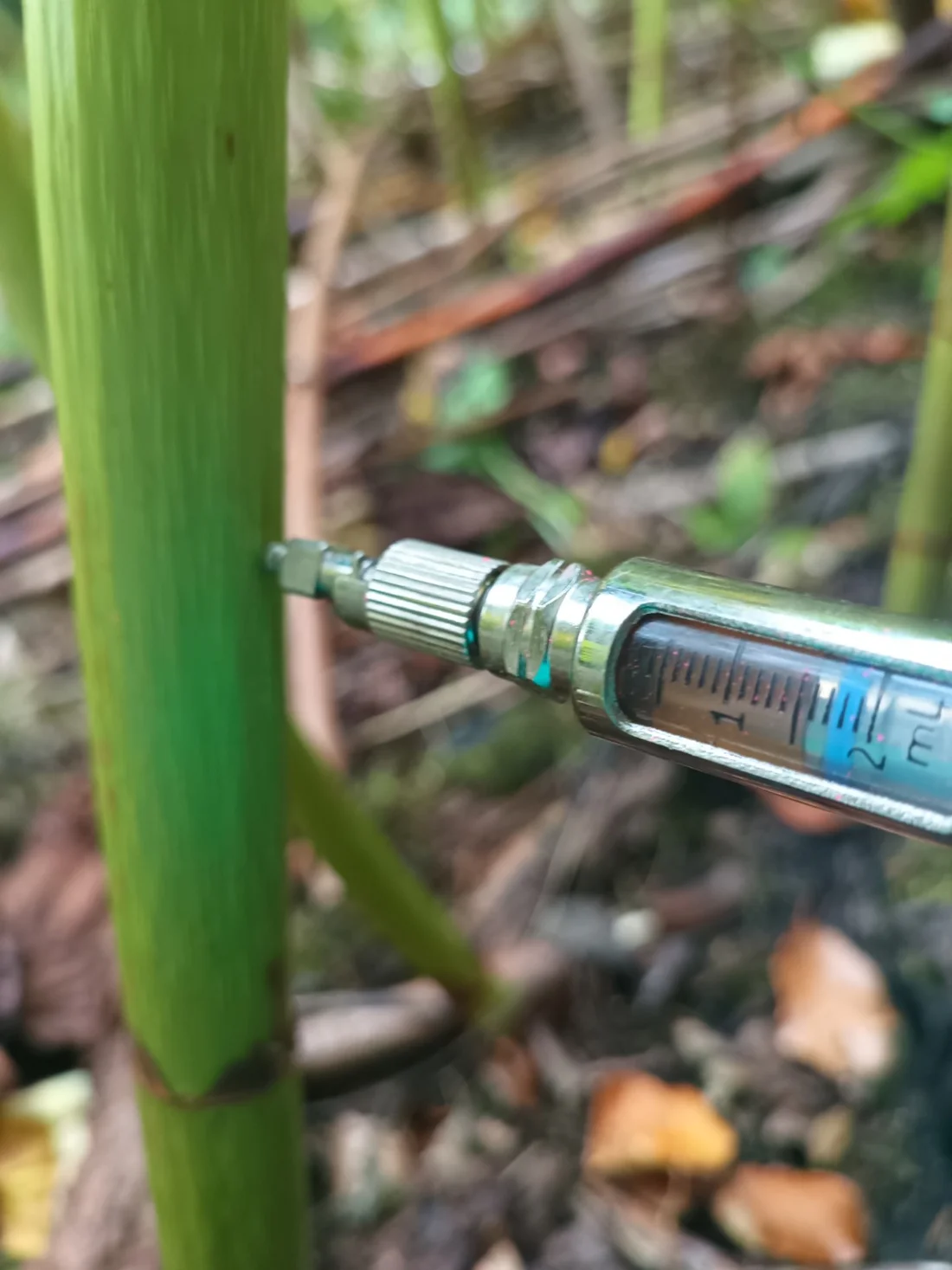 Injection equipment delivering treatment directly into a knotweed cane