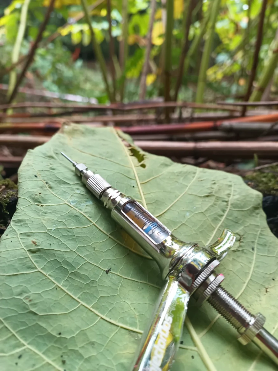 Stem injection equipment resting on a broad knotweed leaf
