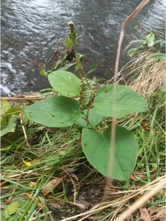 Young knotweed shoots recorded during a field assessment